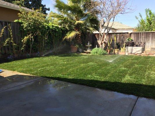 Sod installation