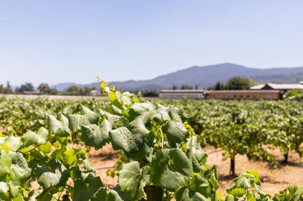 Vittorio's Vineyard