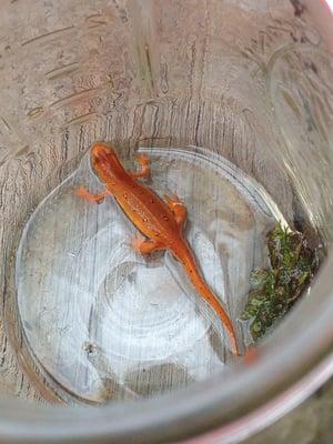 Little newt friend: we named him Zeus