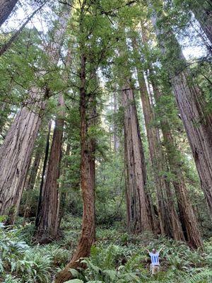 Look how small I appeared in comparison to these mighty redwoods.