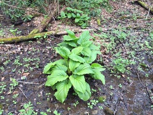 Pretty plants near Trillium Trail