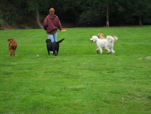 A few of our clients enjoying O.C.'s Finest Bark Parks on a "Pawventure"