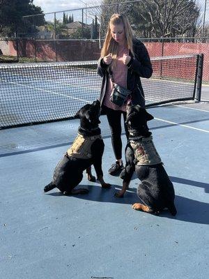 Puppies Klein and Dom training with their owner.