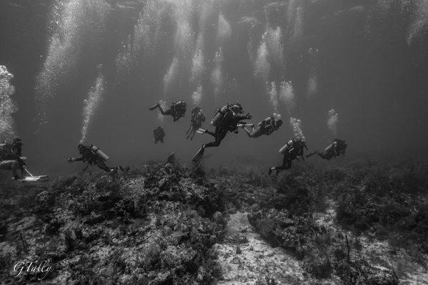 Thresher in Bimini