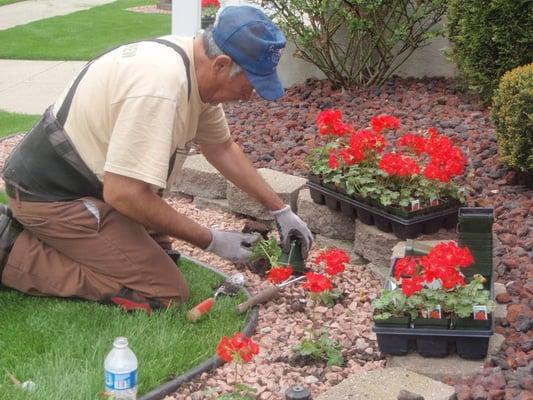 Flower bed planting & care