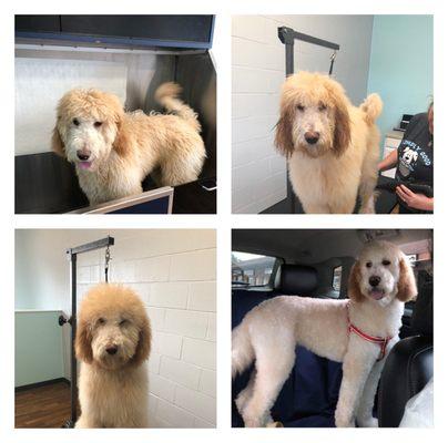 Buddy the Golden Doodle! 6 months old before/after