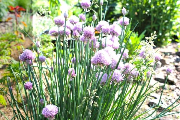 Fairbanks winter-hardy chives