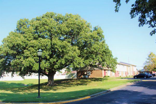 One of the oldest Oak Trees in Indiana