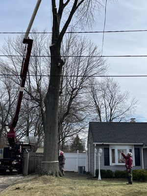 Part of Neighbors 100 foot tree