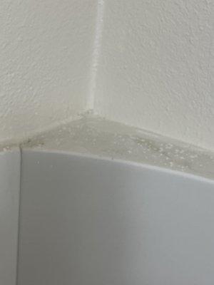 Mold on shower...