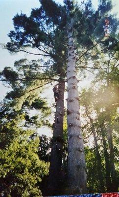 Removal of large tall trees