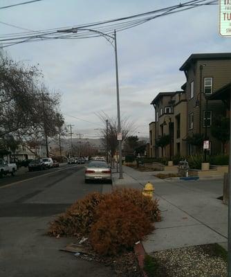 Feb 16th: littered Christmas trees and no parking on the street