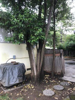 Old 1958 Electrical Box with Trees