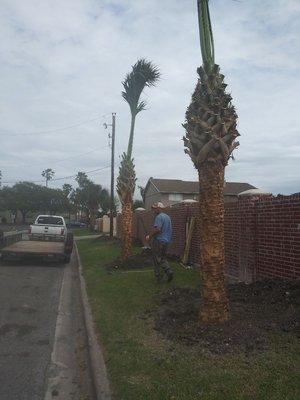 Palm tree installation specialists