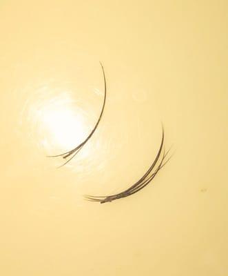 Here is a clump that fell out and a lash w two natural lashes attached. Painful!