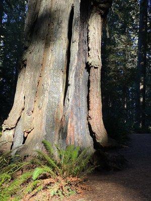 Lady Bird Johnson Grove