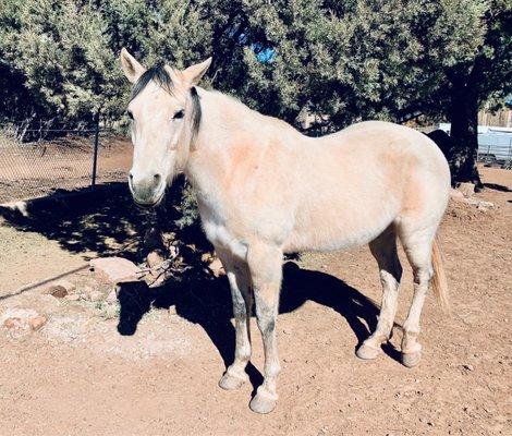 Resident Horse Bailey. Guest get to help groom the horses and mules.