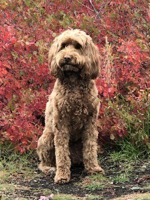 Ruby Rose groomed by The Local Floof by Jessie.