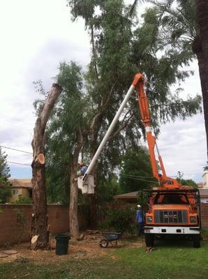 AA Arrow Tree Service & Olive Spraying