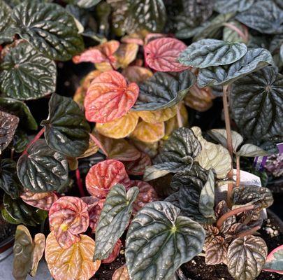 Peperomia at Pemberton's Greenhouses, Lexington, KY