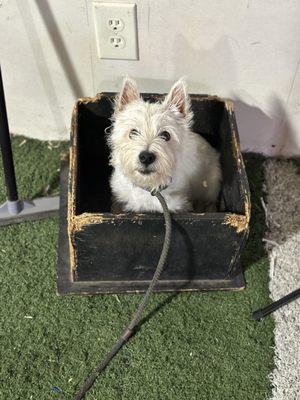 Westie puppy working on box feeding drills.