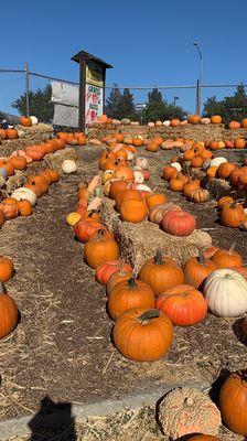 A tiny pumpkin trail to take your little ones :)