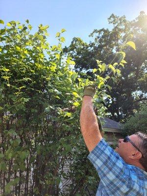 Pruning