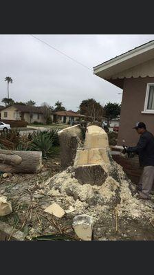 Yucca Tree Removal