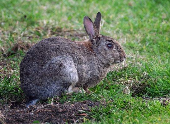 Rabbit Removal Indianapolis