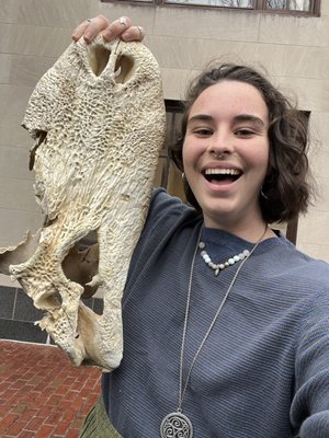 Absolute chonk of an alligator skull that I got here!