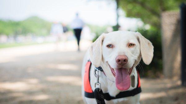 Service dog visits Washington DC on a field trip.