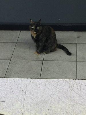 Furry friend in the shop. So cute !