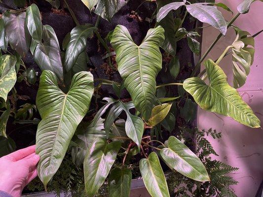 The philodendron pinnatilobum I bought has settled into my plant wall beautifully.