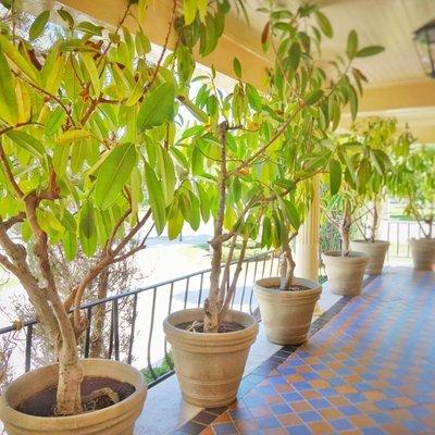 The Rubber Trees that line the porch of Berg Mortuary of Provo. They are over 100 years old.