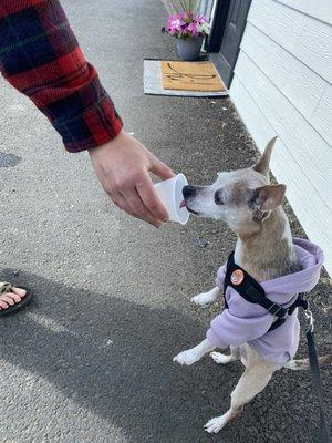 Pup cup for my little guy :)