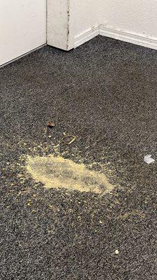 A residents vomit that was able to fester for over an entire week!!