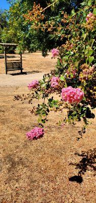 Close-up of pink flowers, with a cute little bench in the background.