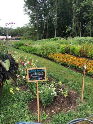 Rows of flowers, pick your own.