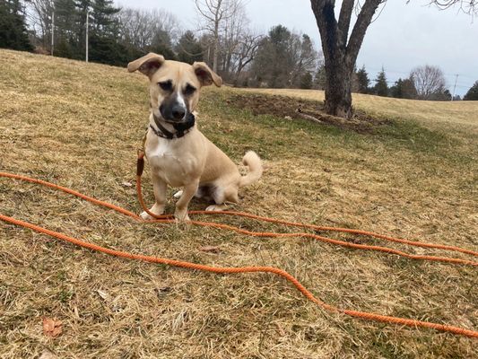 Off leash training