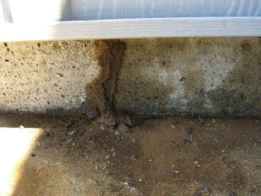 Termite Mud Tube