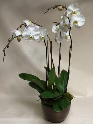 Phalaenopsis orchid plant (s) in a decorative pot. Price varies with number of plants and container.