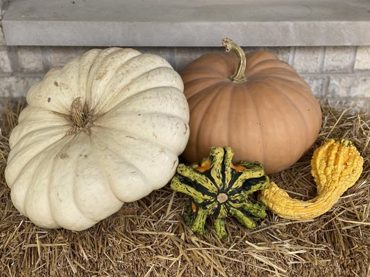 Pumpkins, hay bale & gourds from Meyer's