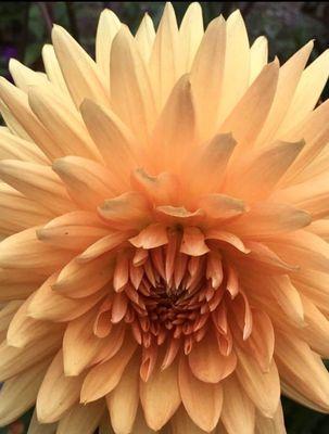 dahlia- photo by Cheryl A