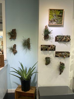 Hanging air plant wall art.