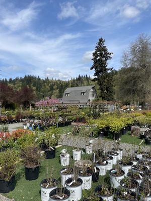 Beautiful grey barn in the spring