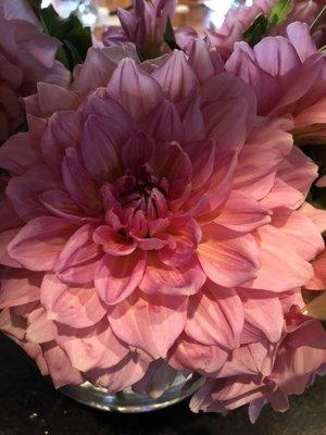 Dahlias from Alice's Garden