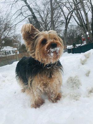 This is Buddy before he was groomed and after he was groomed!!!! .If I could give her 10 stars I would.