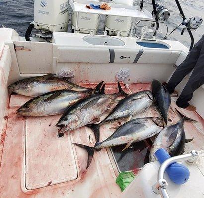 Yellowfin Tuna on a Canyon Trip!