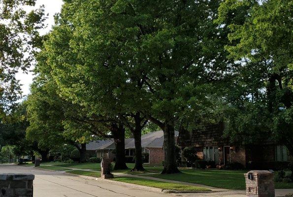 Majestic Oaks pruning and fertilization.