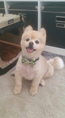 Coco with his awesome MaxiBOWdaxi bow tie!